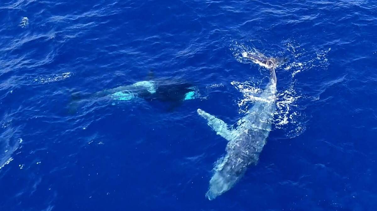 SPOTTED: Killer whales work to free an injured humpback whale near Bremer Bay, Western Australia. Picture: Whale Watching Western Australia