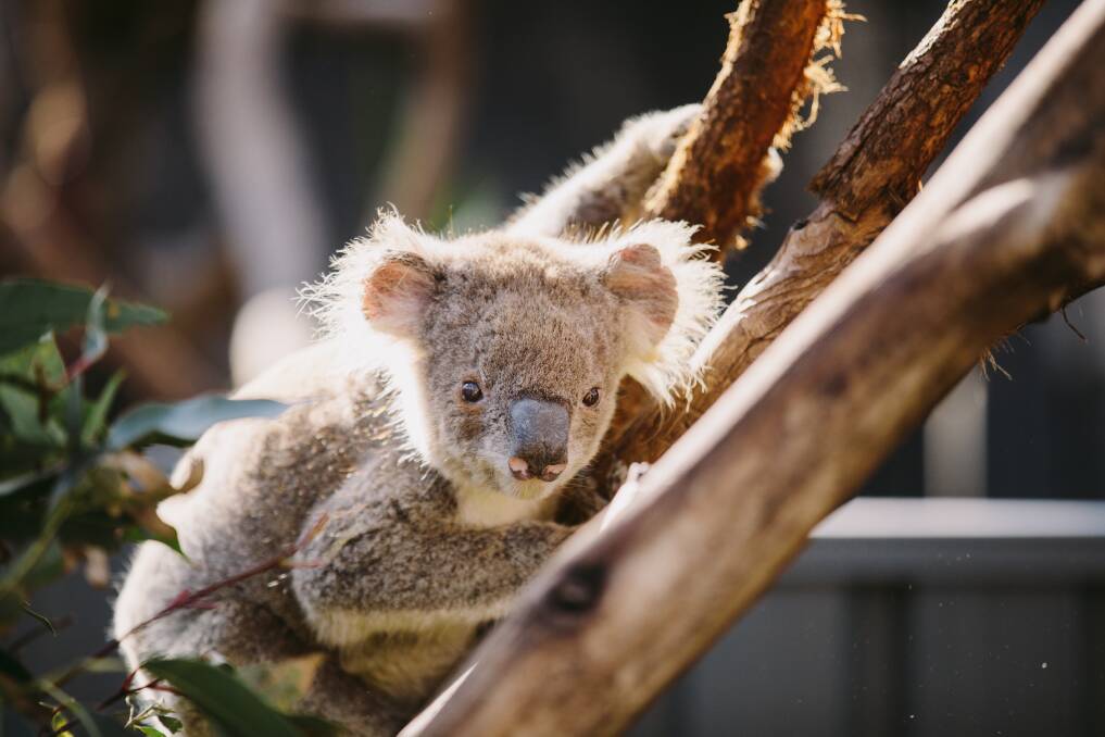 Port Macquarie's famous Koala Hospital is a must-see.