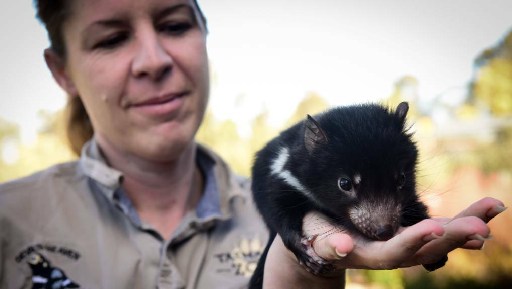 Zoo manager Rochelle Penney and a baby Tasmania Devil. Picture: Paul Scambler