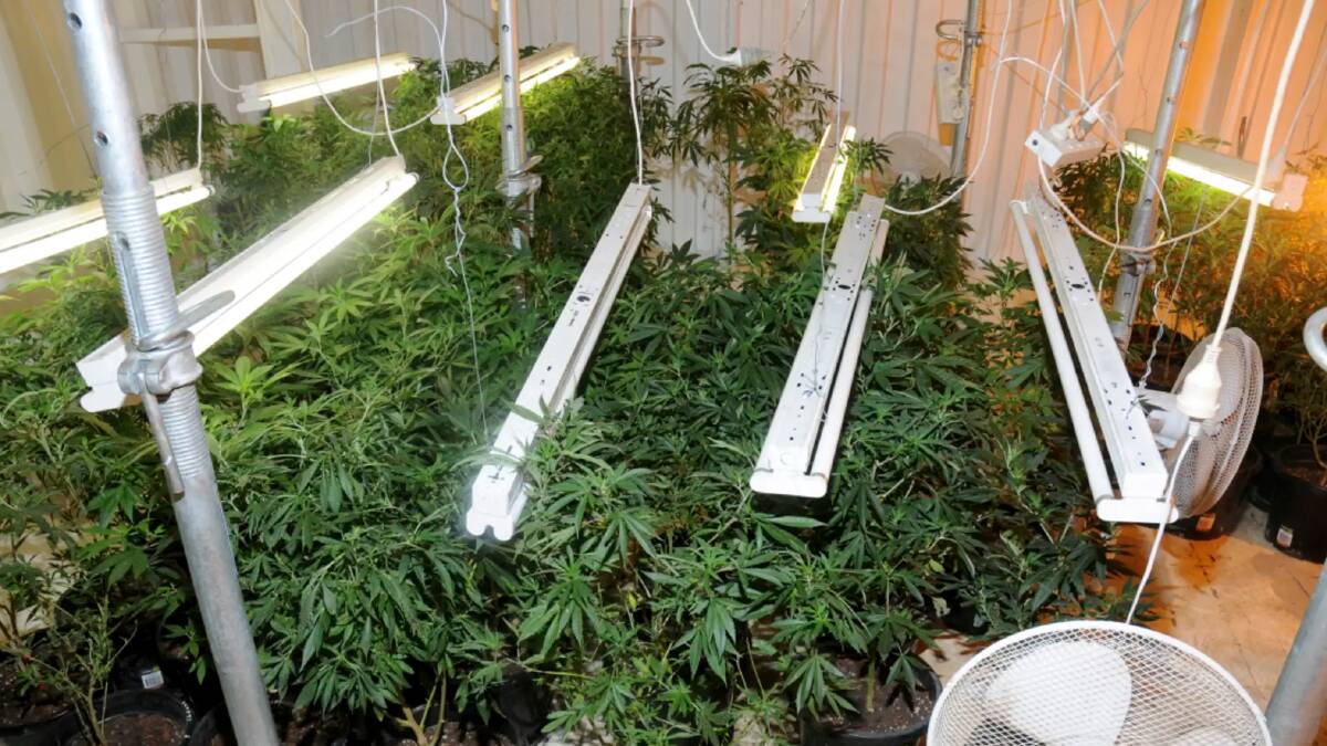 The hydroponic cannabis set-up at the property.

