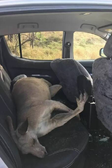 A kangaroo smashed through the windscreen of a ute at Jerrys Plains in November 2017.

Photo: Supplied