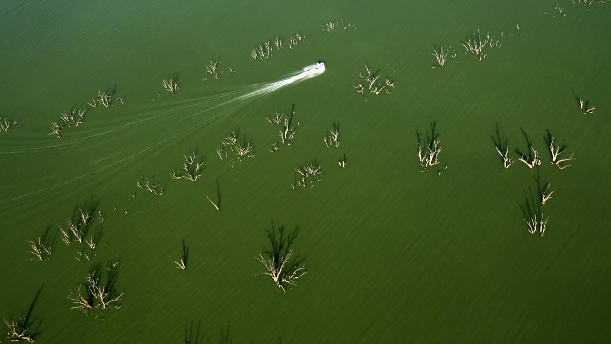 Another algal bloom is unlikely: CSIRO