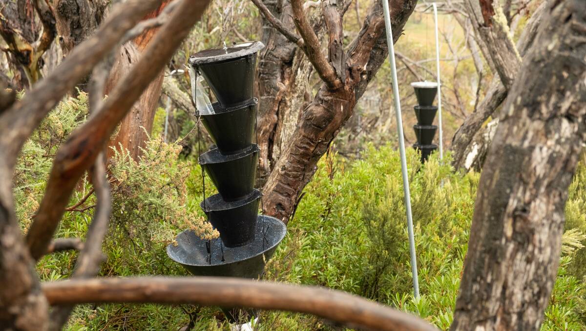 Insect traps in the Perisher Valley. Jozef Meyer is trying to understand more about the phoracantha beetle's behaviour. Picture: Kate Matthews