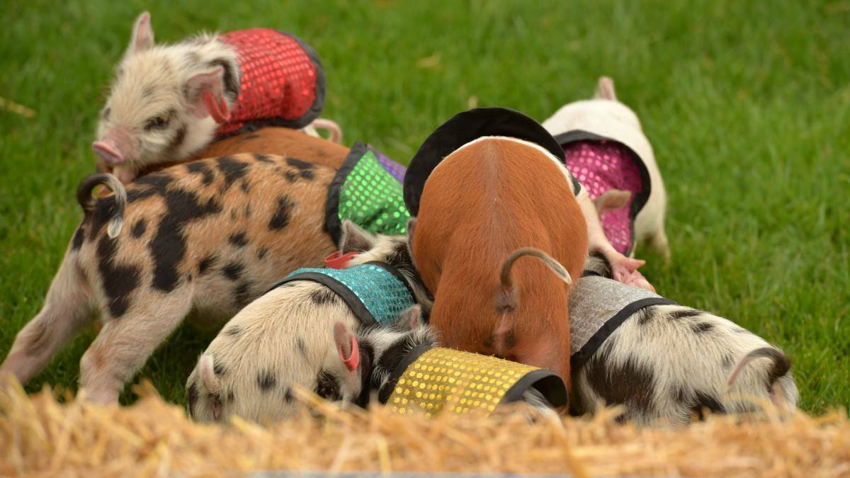 All eyes on the prize: All they want is the milk! Racing piglets will no doubt draw a big crowd at the Wingham Show. Photo: Brodie Weeding