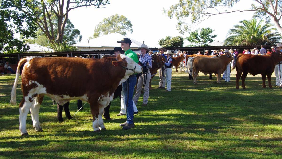 Home: Beef Week is now held each year at Wingham Showground although the inaugural competition was held on vacant land where Wingham Newsagency now stands.