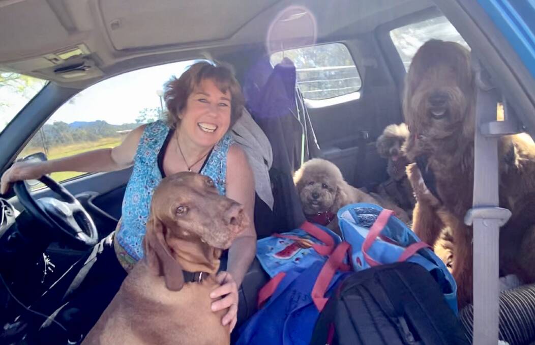 From left Rosalind Walker, Hungarian Vizsla Boris, Cavoodle Charlie, Sonny the toy Poodle (rear) and Van the Labradoodle heading to Sydney in Ros's tiny three door Rav 4. Mike took all the seats out so the dogs had plenty of space and comfort but could still be safely secured.