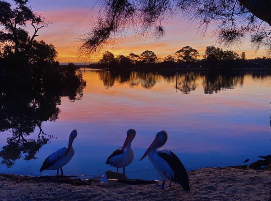 Pelicans on Wallis Lake at sunset.