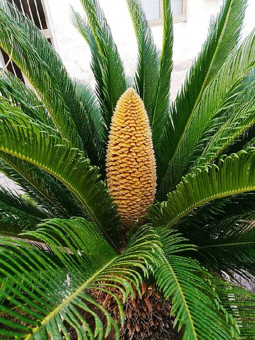Cycad or Sago Palm is known to be toxic to pets.