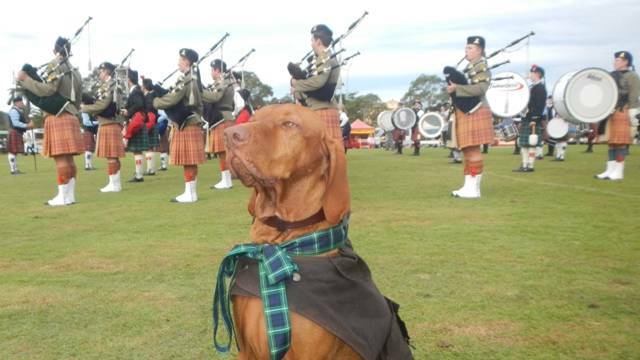 Hungarian Vizsla Boris Barcutan at the 2015 Bonnie Wingham Scottish Festival. We knew he was always destined for greatness!