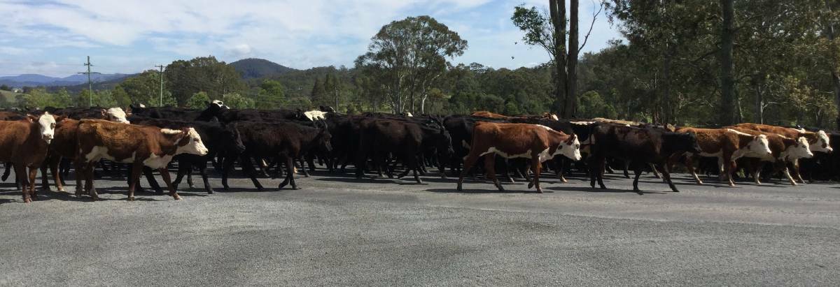 Cattle travelling to Wingham in 2015. Photo Elaine Turner 