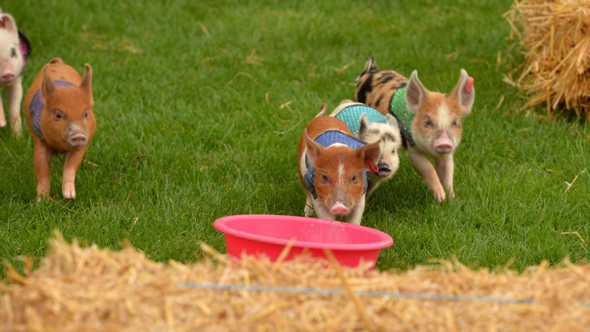Get set: The best pig races in the country will make their Wingham Show debut on March 10. Cheer on the little piglets as they go head to head, trotter to trotter.
