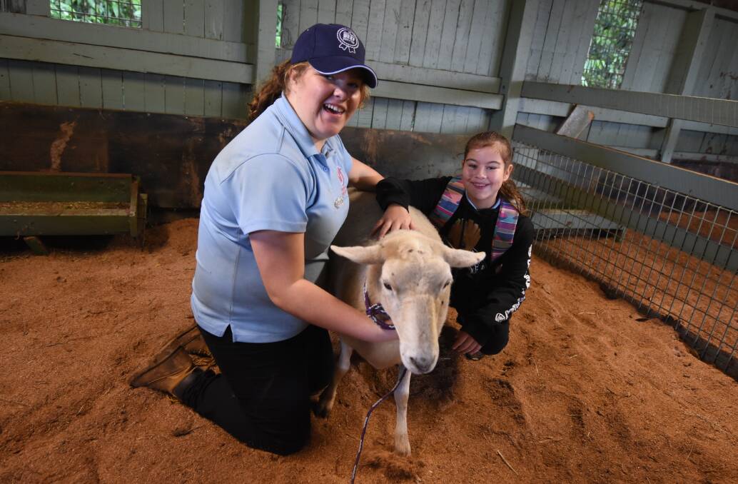 Wingham High School's Madison Fitzgerald introduces Georgia Walker to the school's sheep. Photo: Scott Calvin