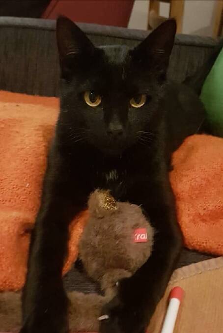 Black cat: Break the myth this Halloween and have Brian cross your path. He's available to adopt from Animal Welfare League NSW Great Lakes Manning branch. 