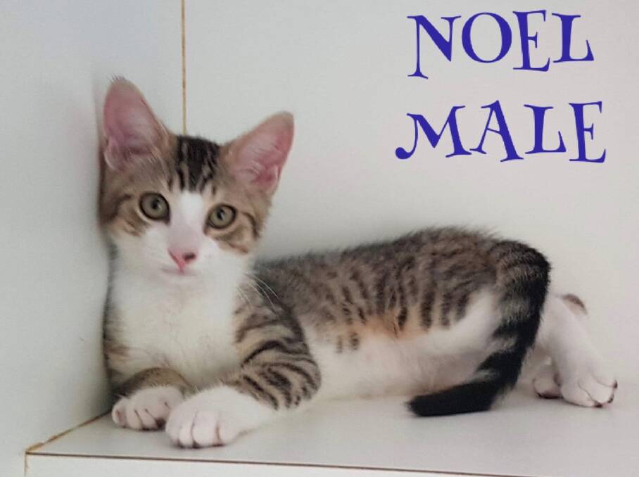 Handsome: This gorgeous kitten is called Noel. He and his brother Rudolph need new homes. Photo supplied.