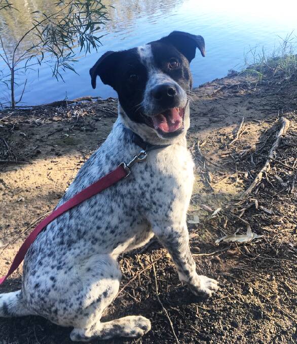 Puppy love: Archie loves to go for a walk along the river and chase sticks when you throw them. Photo supplied by Animal Welfare League NSW Great Lakes Manning.