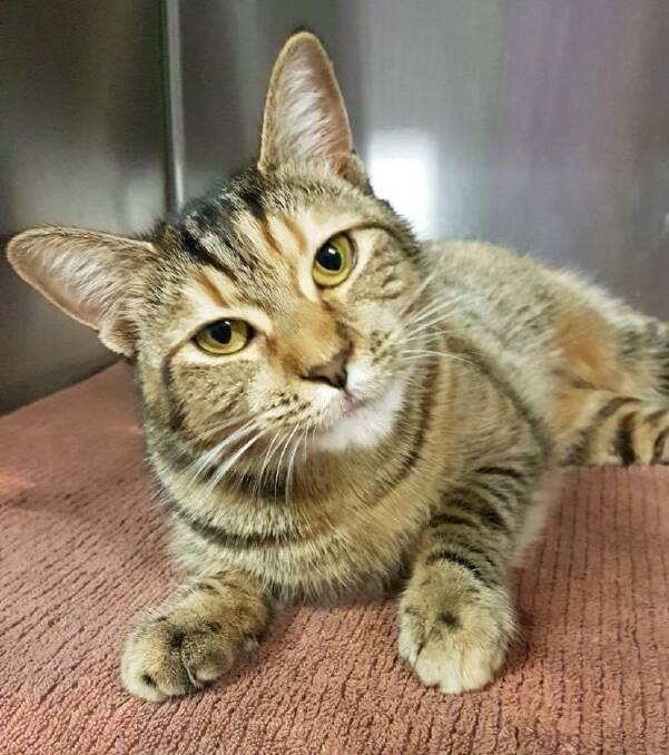 Such a cutie: Kitcha is an adorable one-year-old female ready to bring some love to a new family.