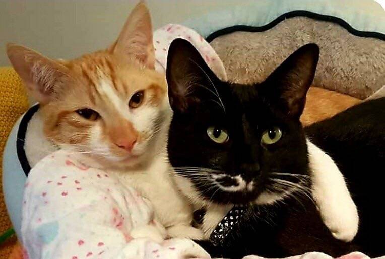 Brothers in arms: Shadow and Spice are ready to be loved by a family.