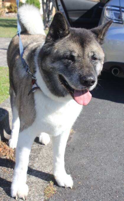 Beautiful boy: Japanese akita Sam loves to sit and watch television with his human companion.