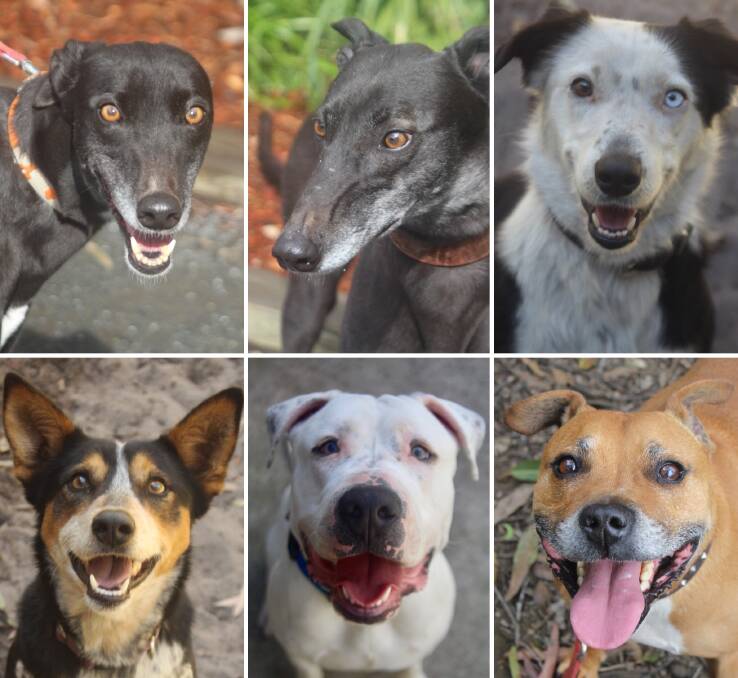 Meet the dogs eager to join a family: Top from left, Sissy, Tracy, Bindi, and bottom, Indie, Bruce and Jackson.