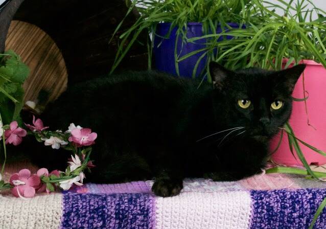 Chilled out: Oska loves to couch surf and lap chill with someone of a serene nature like himself.