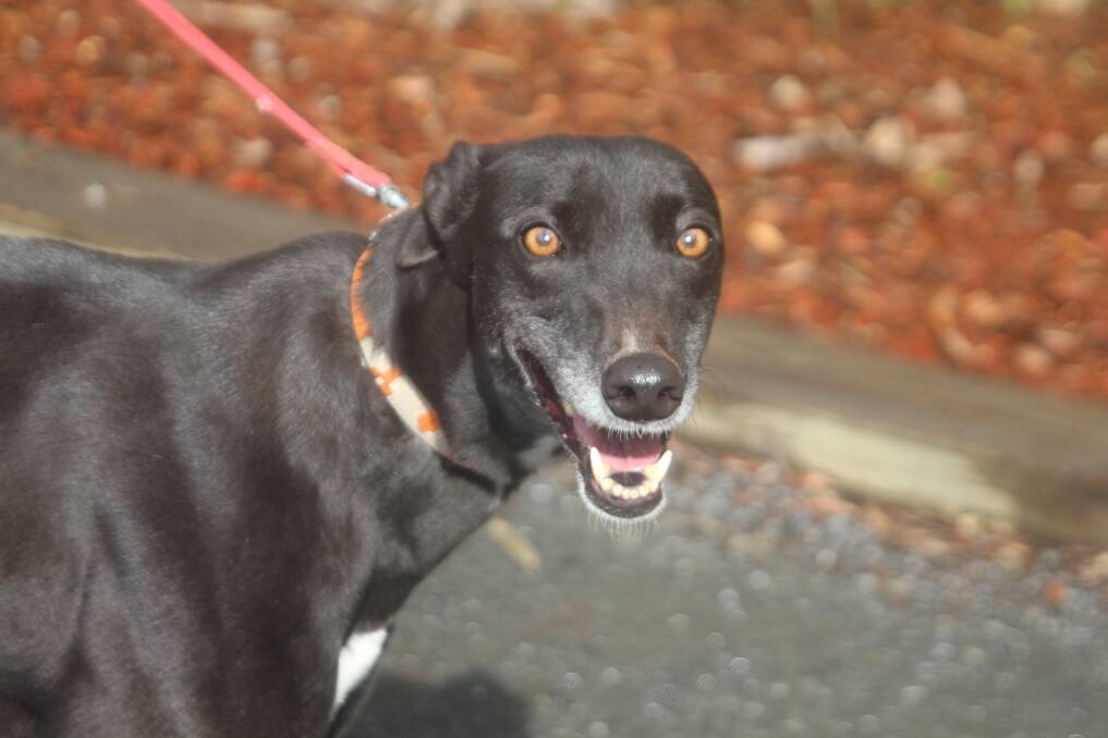 Beautiful girl: Sissy is a sleek beauty and very loving. She would be a great addition to your family. Contact Animal Welfare League Great Lakes Manning to adopt her.