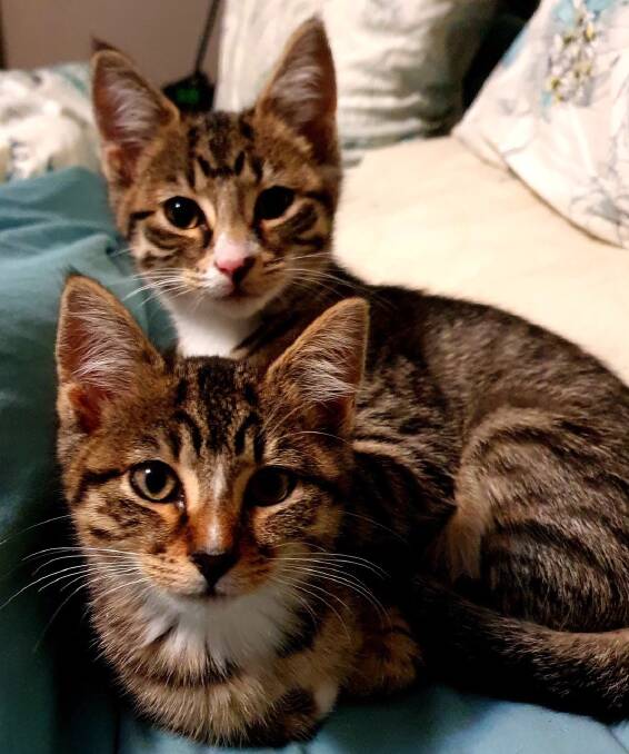 Sibling sweeties: Andie and Amira are adorably cheeky kittens who love to play and are very speedy. Photo: supplied by AWL Great Lakes Manning