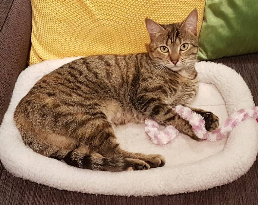 Looking for my humans: Carmel loves company and is now at Animal Welfare League Great Lakes Manning awaiting adoption by a new family. Photo supplied