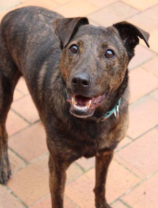 Multi-mix: Lovely Bella is a mix of a few breeds and is sweet and gentle. 