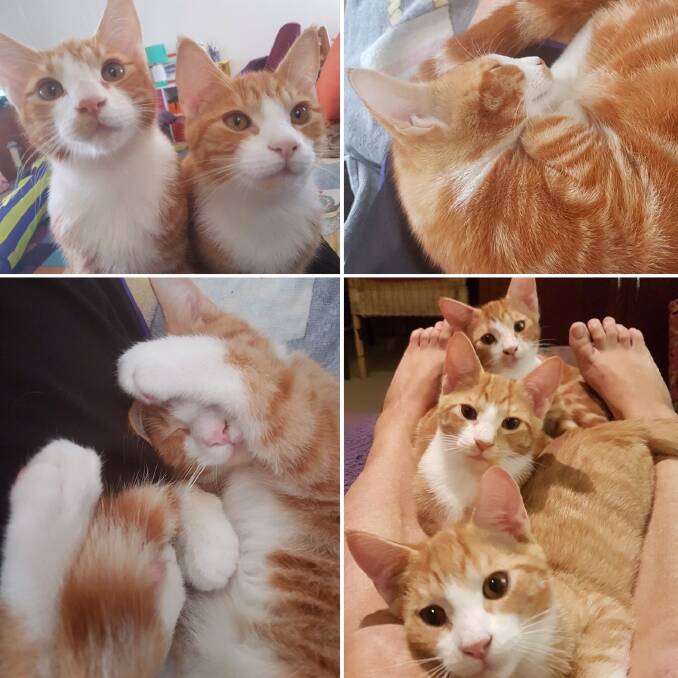 Bundle of gingers: These very handsome brothers - Tom, Dick and Harry - deserve a loving home.  