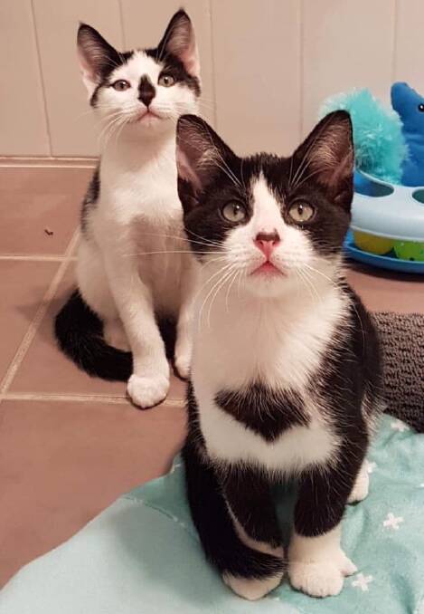 Brothers in arms: Toby and Smudge are curious kittens in need of a loving home. Meet them at Animal Welfare League Great Lakes Manning branch.