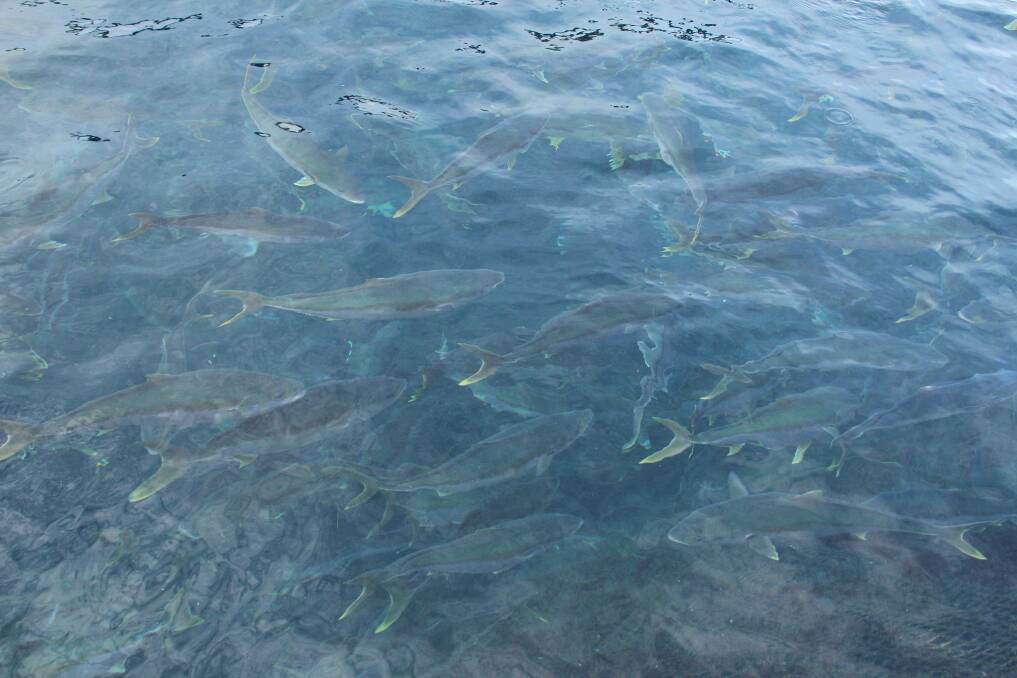 BOUNTY: Juvenile kingfish in one of the sea pens off Port Stephens  in August. Picture: Alex Druce.