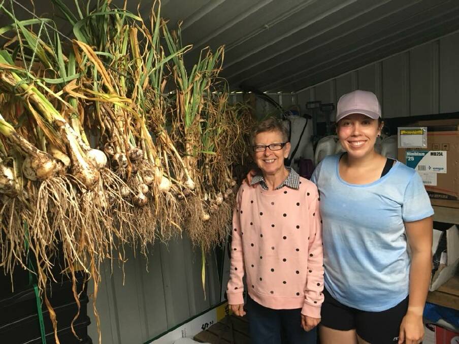Shirley and Alice Pearson stand with the freshly harvested and hung garlic. Photo: Bree Katsamangos.
