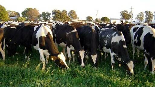 Neals Dairy is a progressive pasture-based dairy farm based at Oxley Island, near Taree. Photo: Nealsdairy.com