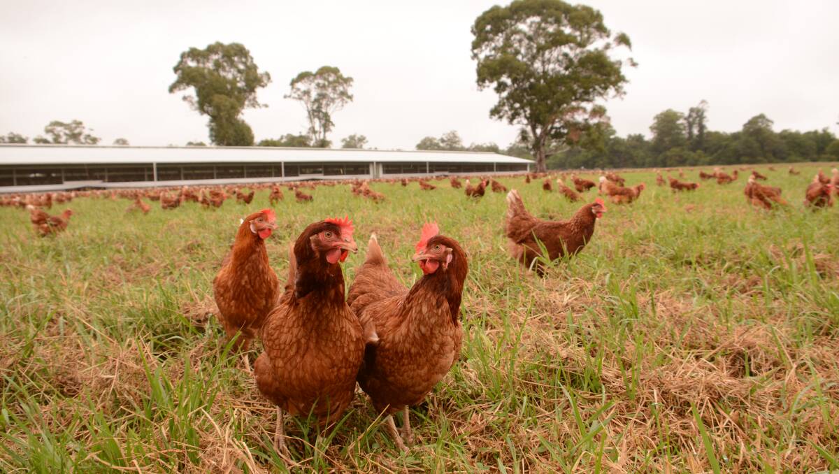 Manning Valley Free Range Eggs To Double Chicken And Shed Numbers In