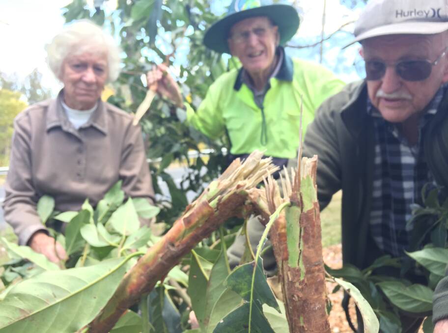 Devastated: Friends of Browns Creek volunteers (from left) Glad Fernley, Bill Dennis and Peter Crossley inspect one of many gum trees severely damaged in Kanangra Reserve. Photo: Ainslee Dennis.