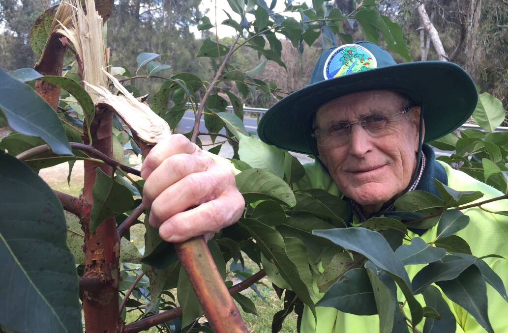 Mr Dennis with one of the damaged gum trees in Kanangra Reserve, Taree. Photo: Ainslee Dennis.