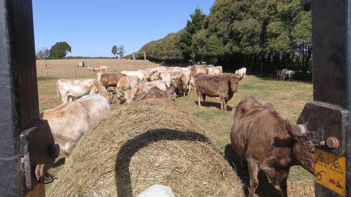 Photo courtesy of Onward Murray Greys, a stud beef cattle operation on the Dorrigo plateau conducted by Sue Francis. 