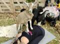 Think downward goat instead of downward dog. Picture: supplied