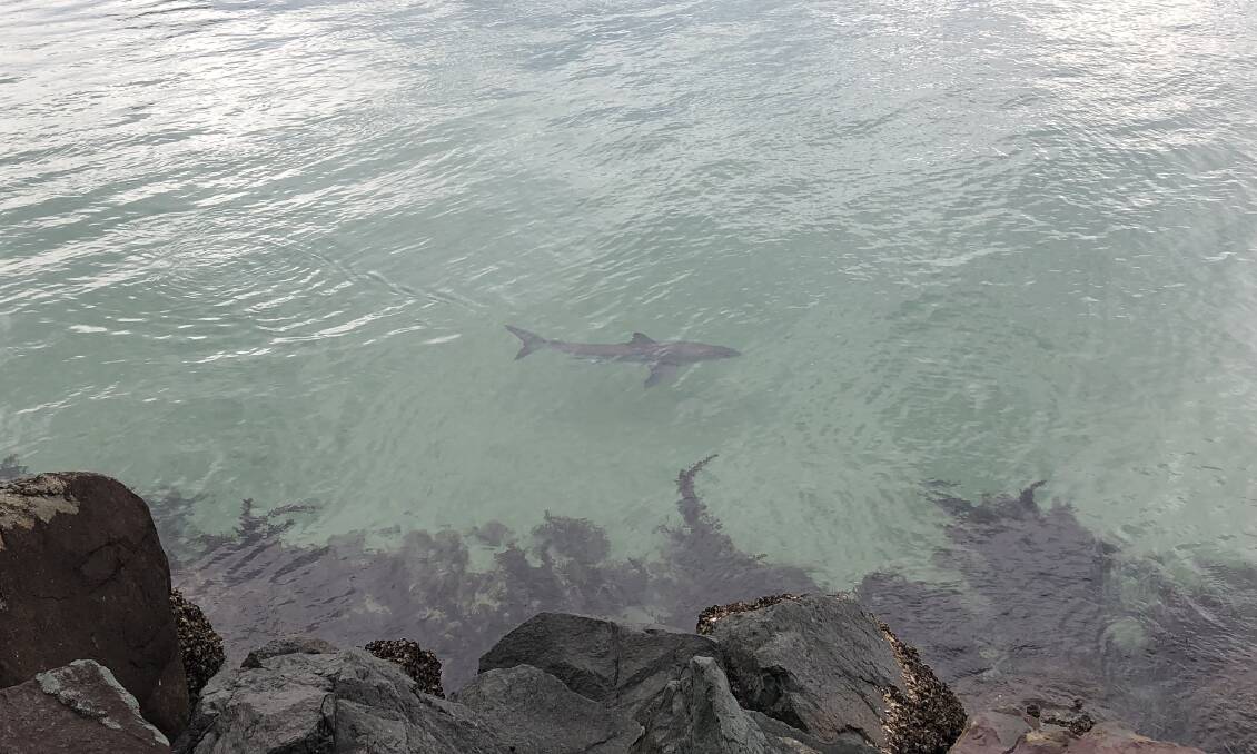 Great white shark pays visit to Tuncurry Rock Pool