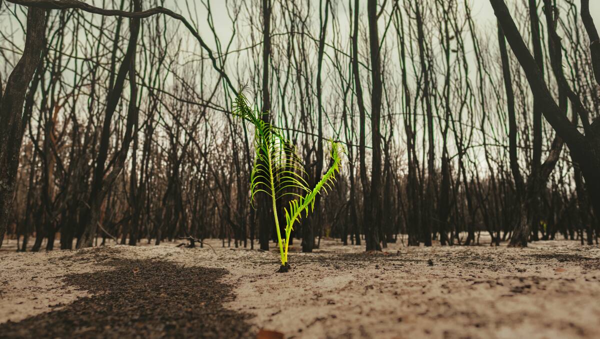 Diamond Beach photographer, Martin Von Stoll, captured a fern rising from the ashes.