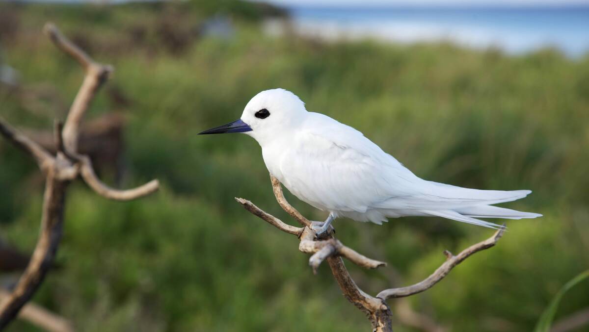 Tuncurry resident Maria Church was upset to learn the White Tern she found in her driveway didn't survive.