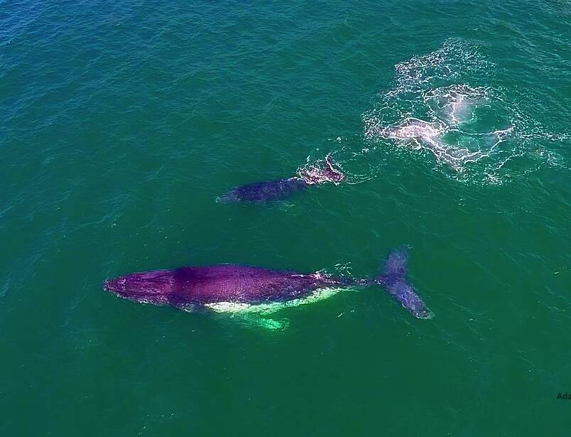 It's a family affair off the coast of Forster Tuncurry at the moment. Photo courtesy of Adam Fitzroy @adam.fitzroy.productions