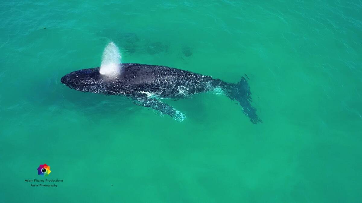 Forster drone operator Adam Fitzroy believes October is the best time to see humpbacks off the Mid North Coast. Photo courtesy of Adam Fitzroy @adam.fitzroy.productions