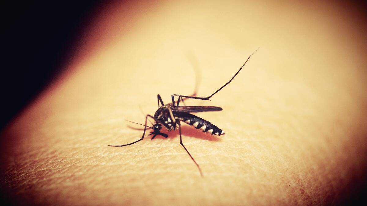 Hunter New England Health is warning that this summer could be a bit of a shocker for mozzies.