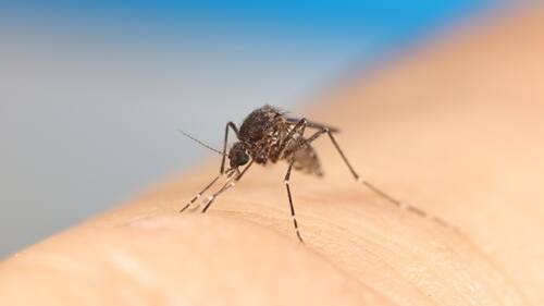 New research to tackle one of Australias most prolific mosquitoes, responsible for spreading most cases of Ross River virus, has commenced in the Hunter Region of New South Wales.