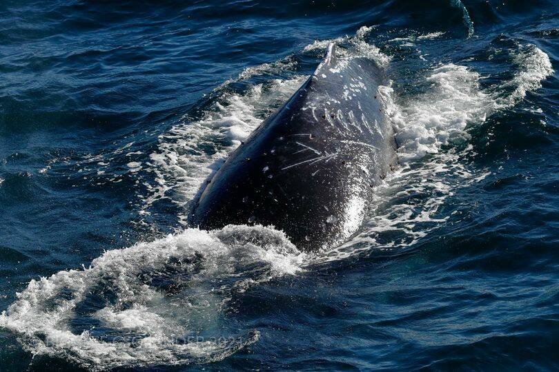 The whale with old boat strike injuries off Sydney is heading north. Photograph credit: Biggles Csolander OzWhaleWatching.