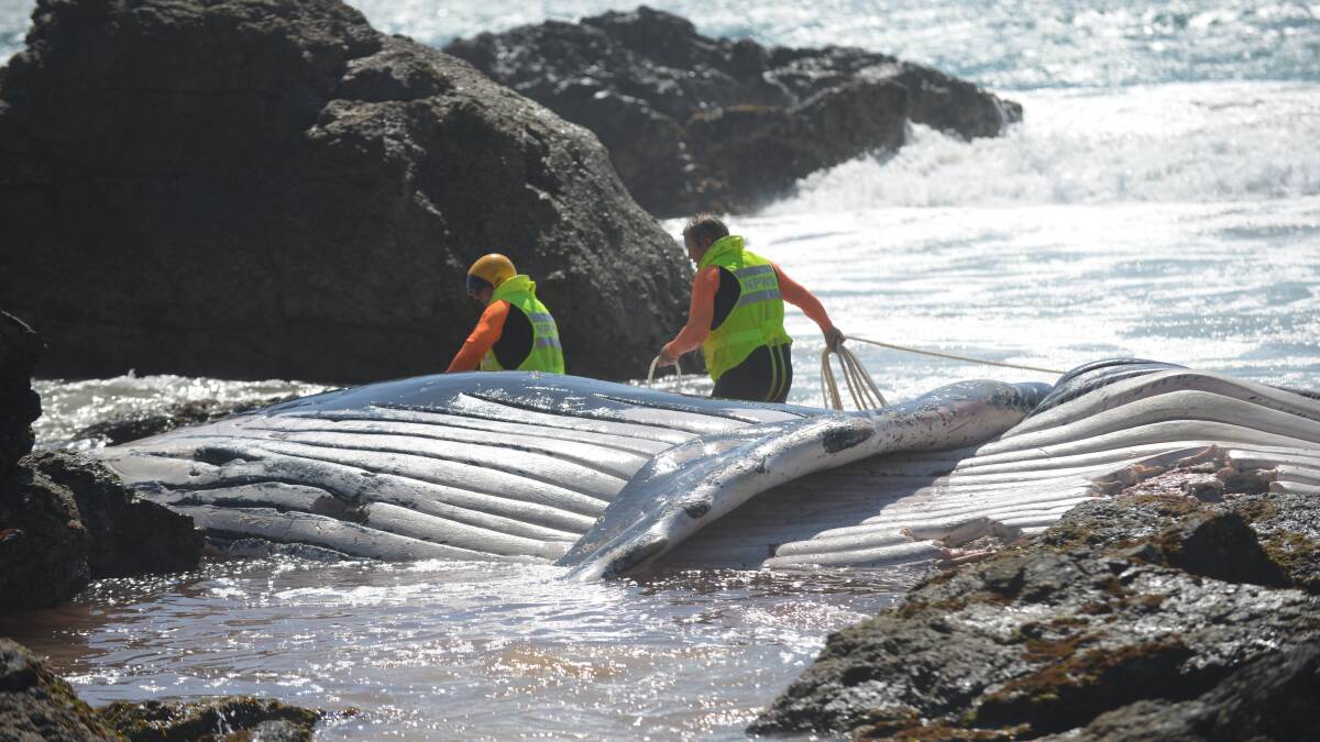 Removal: The dead whale could not be dragged back to sea so council made a decision to bury the carcass. It will now be exhumed after community pressure.