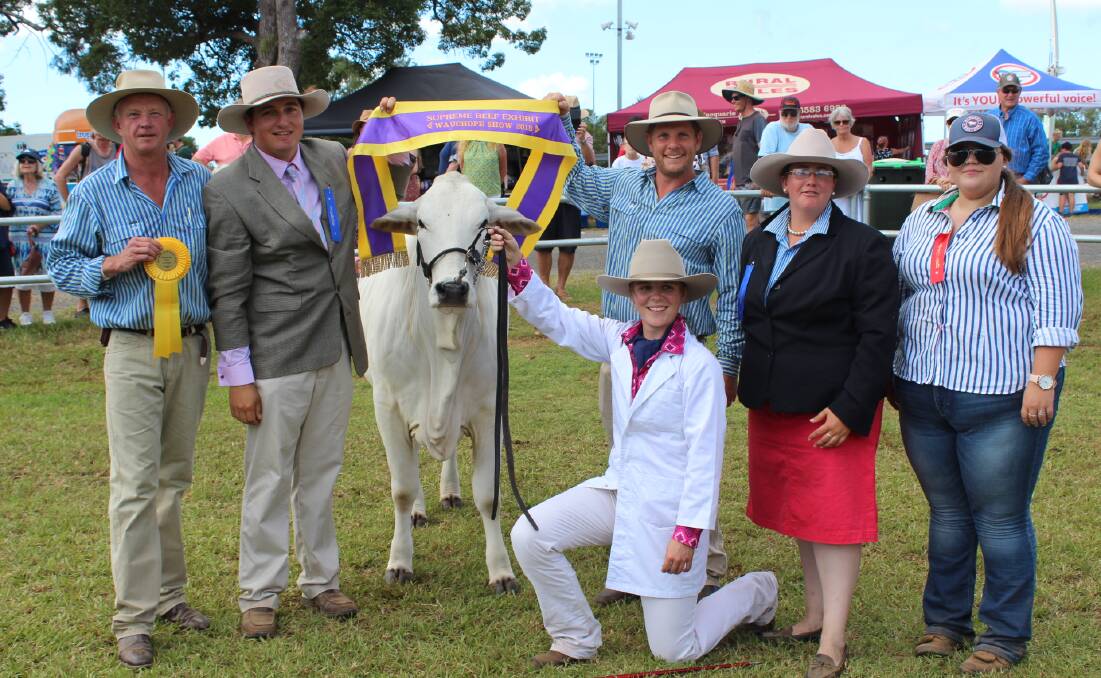 Grand champion of show in the beef cattle competition was this magnificent Brahman female bred by Banarra Brahmans at Tipperary near Krambach. Photo credit Tracey Fairhurst Port Macquarie News