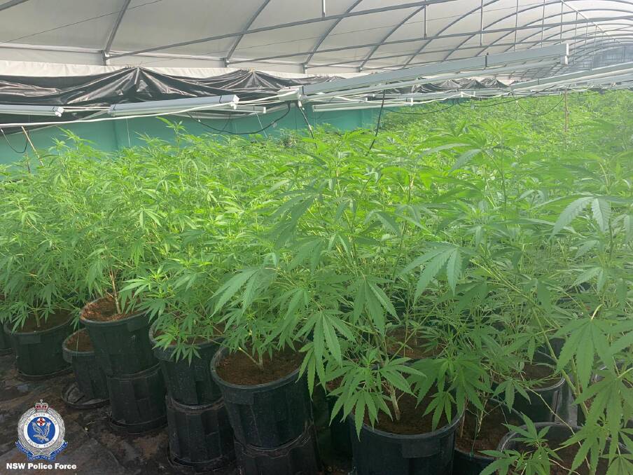 Investigators located and seized 1845 cannabis plants, with an estimated potential street value of $5.5 million.
