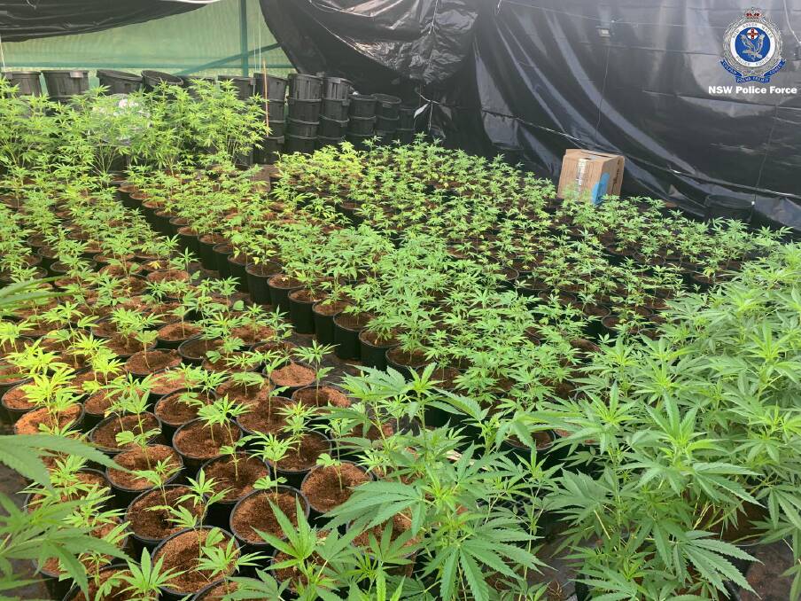 Investigators located and seized 1845 cannabis plants, with an estimated potential street value of $5.5 million.